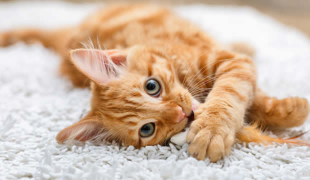 Cuatro tips para consentir a tu gato