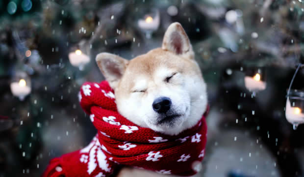 Cinco consejos para cuidar a tu mascota en estas fiestas navideñas