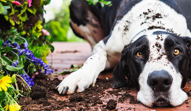 Ayuda a tu mascota a cumplir sus propósitos
