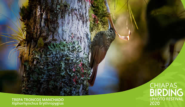 Este fin de semana Chiapas celebra el primer Festival de Observación de Aves y Fotografía de Naturaleza, ¡no te lo puedes perder!