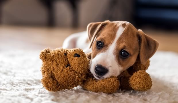 Cuatro actividades básicas para mantener activo a tu cachorro (y feliz)