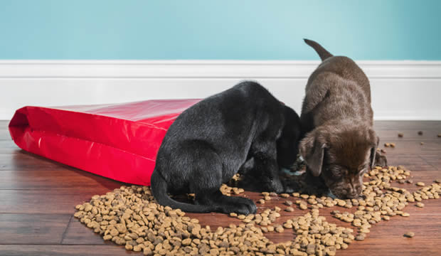 Tips para asegurarte de que estás dándole una correcta nutrición a tu perro