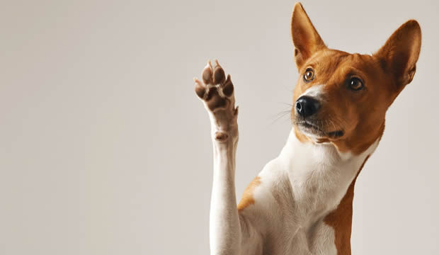 Cómo tomarán nuestras mascotas el que pasemos de estar todo el día con ellos a sólo verlos por la mañana y la noche