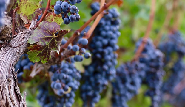 Cinco propuestas de vinos mexicanos excepcionales para celebrar el mes patrio