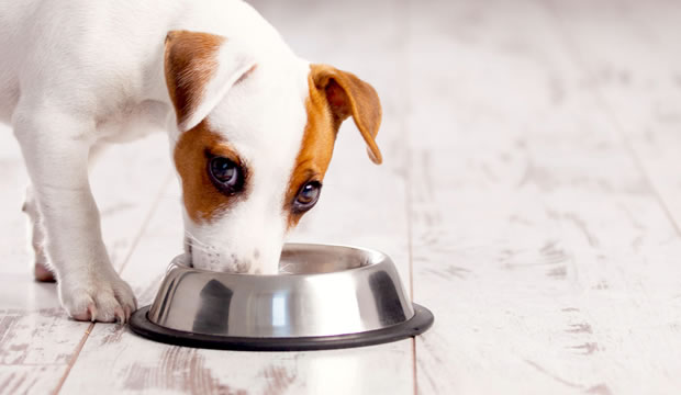 Tu mascota también debe cuidar su peso