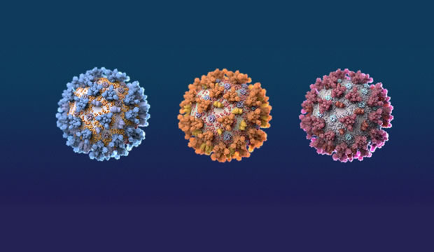 ¿Qué significa que el virus del Covid-19 haya mutado?
