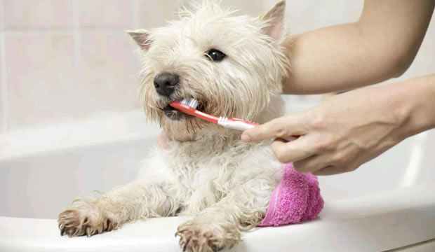 ¿Hace cuánto que no revisas los dientes de tu mascota?