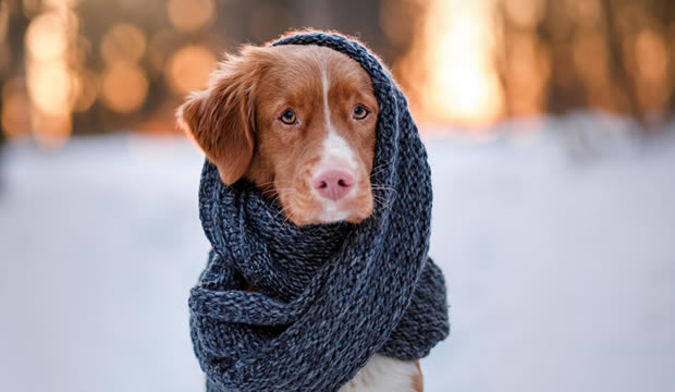 Consejos para entrenar con tu perro en época de frío