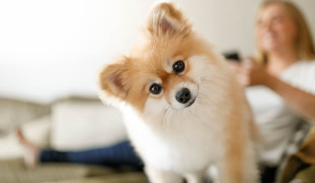 Alergias más comunes en mascotas y cómo identificarlas