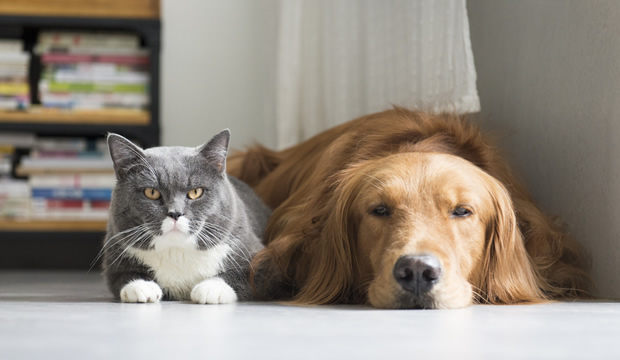 Royal Canin lanza su programa “Start of Life”, enfocado a la primera etapa de vida de los cachorros