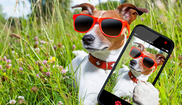 Tips infalibles para tomarle fotos a tu perrito