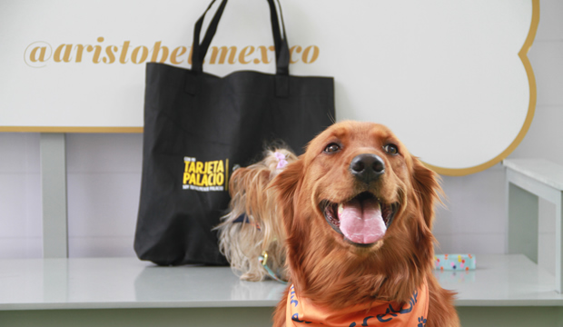 Aristopet y El Palacio de Hierro celebran el Día Internacional de Perro