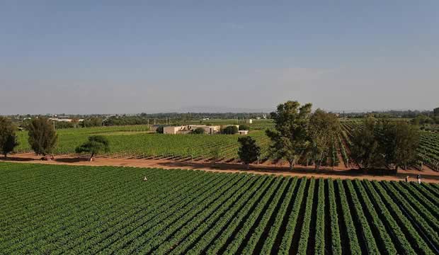 El encanto de casarte en un viñedo