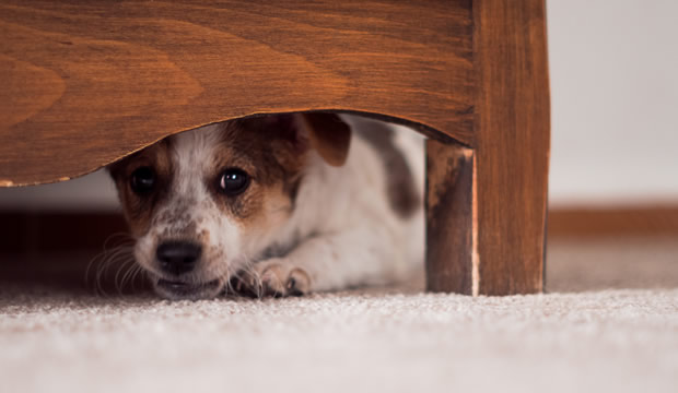 La salud de tu mascota es la base de su vida, acompáñala en su crecimiento