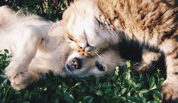 Limpia las patitas de tu mascota con estos tips y estarán siempre felices