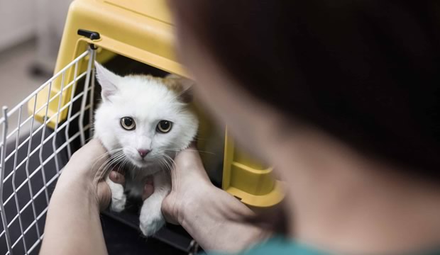 Guía de cuidados especiales para cada etapa de la vida de tu michi