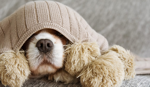 Prevé enfermedades respiratorias este invierno y protege a tus mascotas del frío