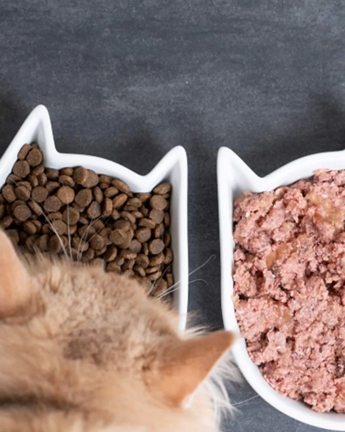 ¿Hay alguna manera especial de alimentar a perros y gatos esterilizados?