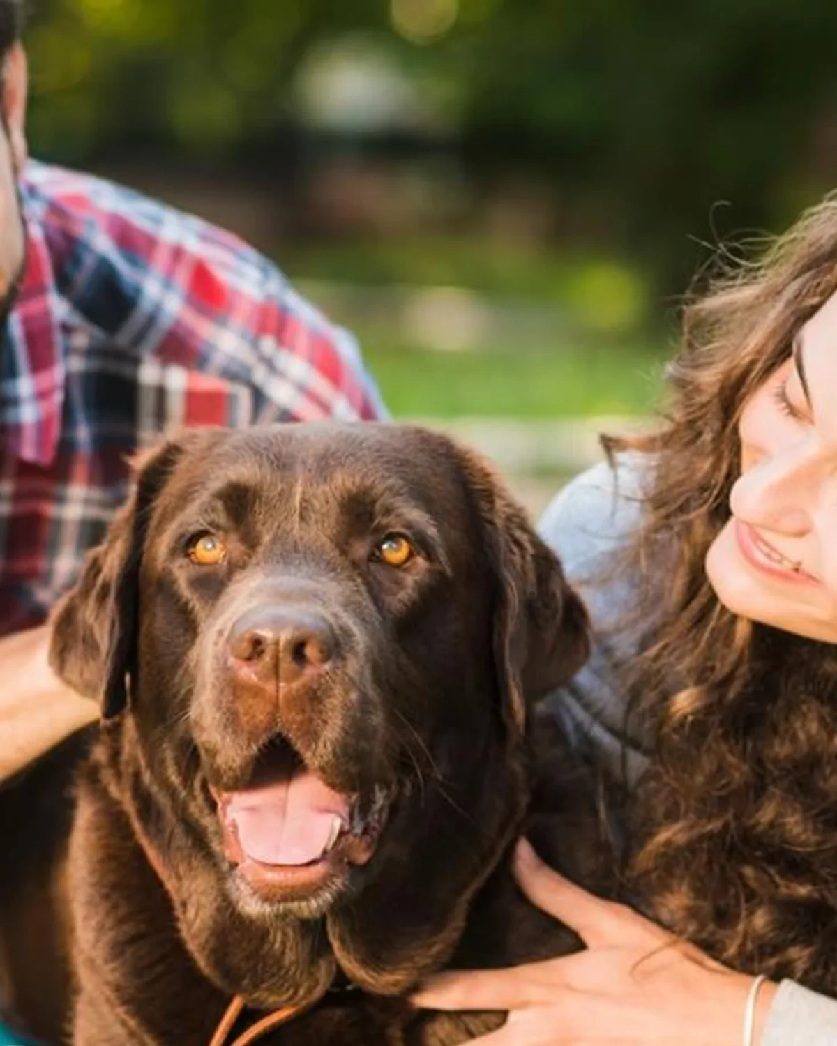 Expertos internacionales actualizan recomendaciones de vacunación para perros y gatos: las vacunas esenciales pueden brindar protección de hasta tres años