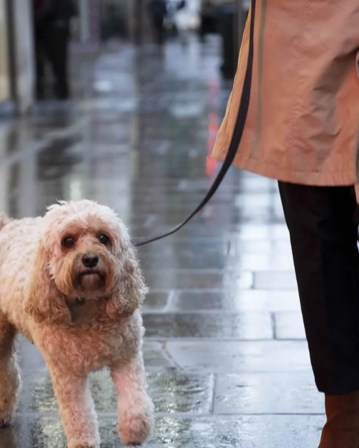 Humedad y lluvias: el ambiente ideal para infecciones de piel en perros y gatos, advierten especialistas