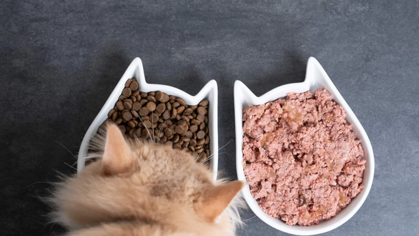 ¿Hay alguna manera especial de alimentar a perros y gatos esterilizados?