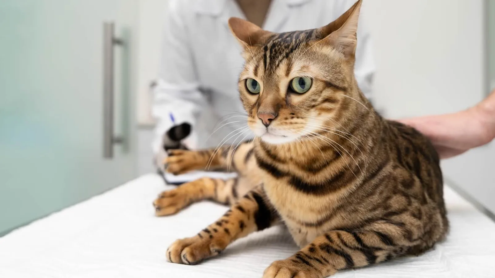 ¿A qué edad puedo esterilizar a mi mascota?