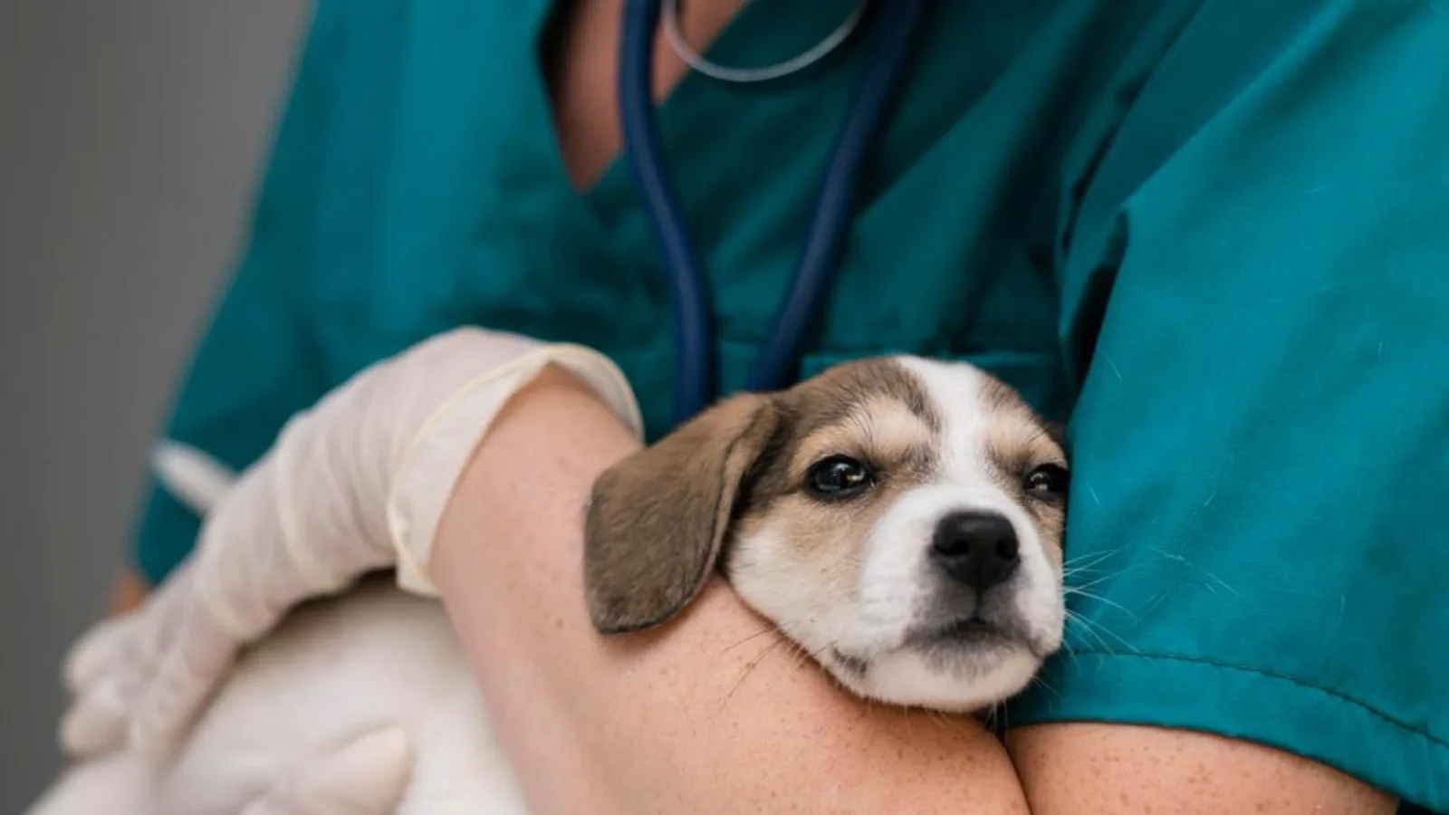 Aprueban primera indicación terapéutica contra gusano barrenador en perros ante más de 8,500 casos en México