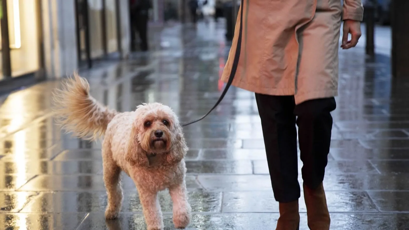 Humedad y lluvias: el ambiente ideal para infecciones de piel en perros y gatos, advierten especialistas