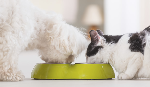 Nutrición básica para perros y gatos : Fiancee Bodas