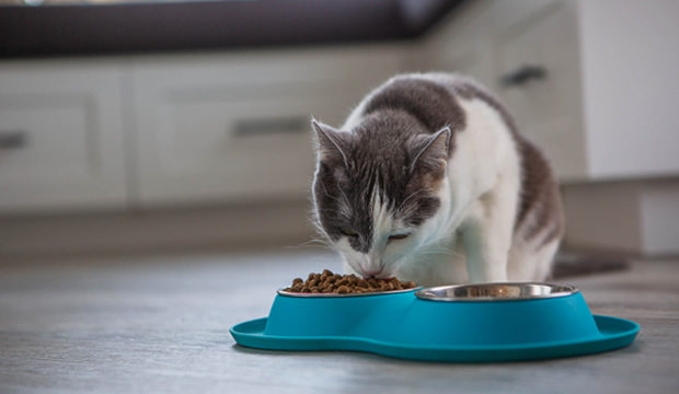 alergias-alimentarias-en-mascotas-como-distinguirlas