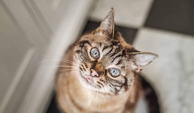 mi-gato-tiene-una-edad-avanzada-y-no-se-que-cuidados-le-debo-procurar