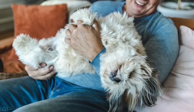 conoce-las-senales-del-envejecimiento-de-tu-mascota