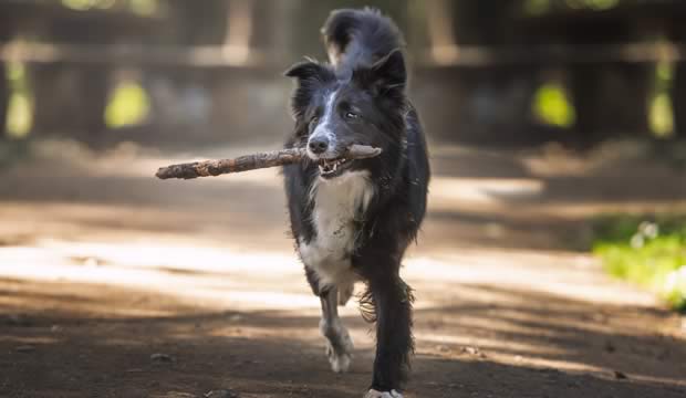 que-ejercicios-puedo-hacer-con-mi-mascota