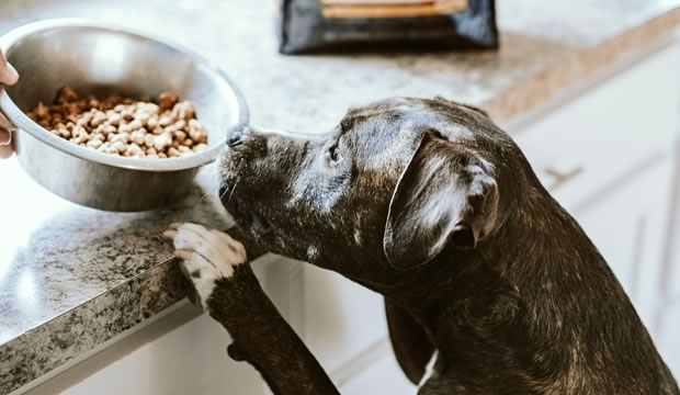 enfermedades-respiratorias-de-las-mascotas