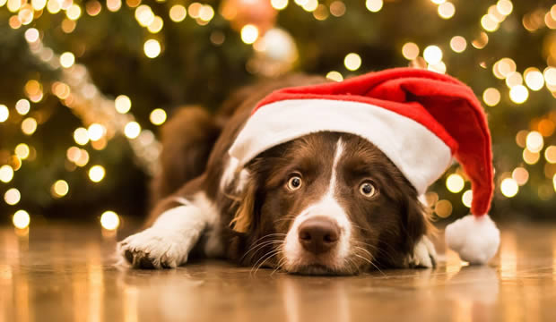 recomendaciones-para-blindar-la-salud-de-tus-mascotas-en-temporada-decembrina