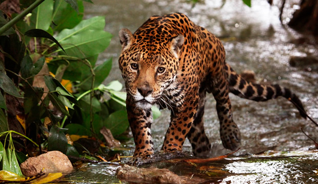 la-nobleza-del-jaguar-inspira-el-respeto-por-la-vida-silvestre-de-nayarit