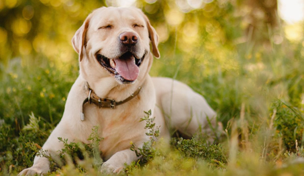 principales-vitaminas-que-debe-tener-la-dieta-de-mi-mascota