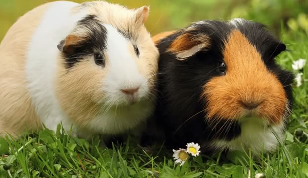 el-poder-antiestres-de-las-mascotas