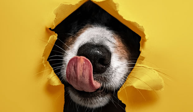como-funcionan-los-sentidos-de-mi-mascota