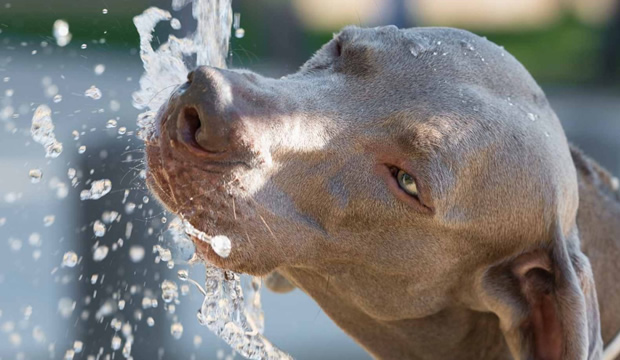 me-preocupa-que-mis-gatos-y-mis-perros-sufran-un-golpe-de-calor-por-el-clima-tan-extremo-como-puedo-prevenirlo