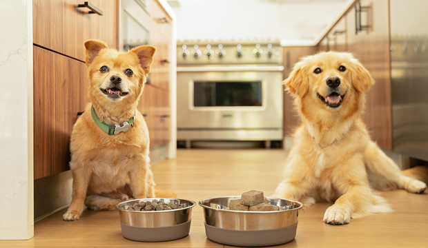 por-que-se-supone-que-no-debo-dar-alimentos-crudos-a-mi-mascota